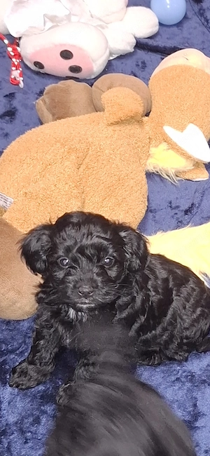 Zuckersüsse Maltipoo Welpen  Bild 3