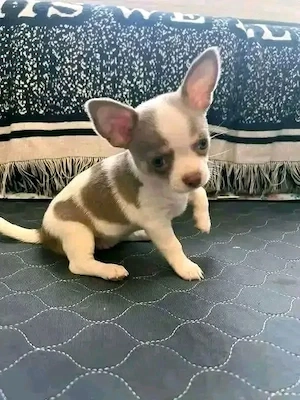Chihuahua-Welpen mit Stammbaum