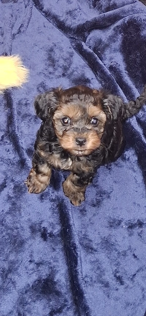 Zuckersüß Maltipoo Welpen 