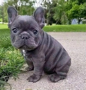 Französische Bulldoggenwelpen