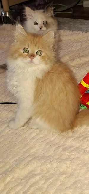 Maine coon  mix Kitten 