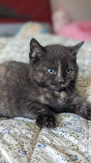Kitten Katzenbabys Maine Coon BKH Britisch Kurzhaar Katzen Baby Mischling
