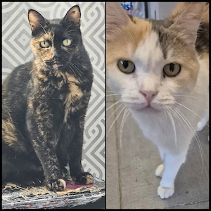 Die Freundinnen Perla FIV+ und Karla suchen ein neues Zuhause