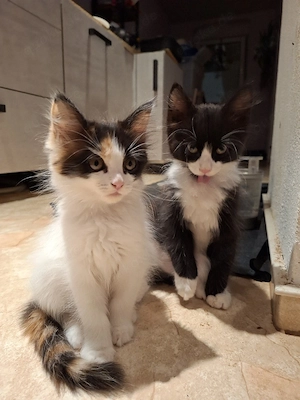 Edelmix Kitten Maine Coon  BLH dürfen ausziehen! 