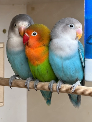 3 junge Zwergpapageien  05 2026 