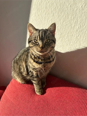 bkh kater 3 jahre alt 