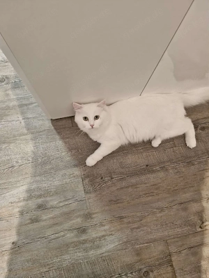 Aslan sucht sein Für-immer-Zuhause