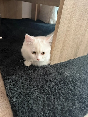 Aslan sucht sein Für-immer-Zuhause