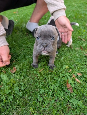 Liebevoll aufgezogene Bulldoggen-Welpen suchen ihr Zuhause Bild 2