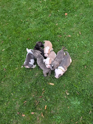 Liebevoll aufgezogene Bulldoggen-Welpen suchen ihr Zuhause Bild 9