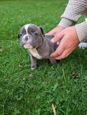 Liebevoll aufgezogene Bulldoggen-Welpen suchen ihr Zuhause Bild 7
