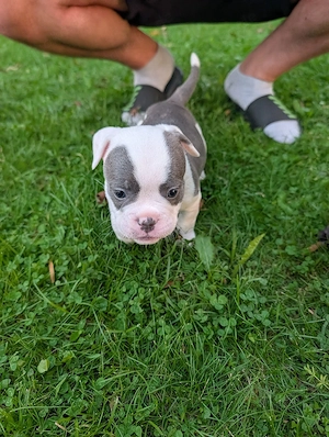 Liebevoll aufgezogene Bulldoggen-Welpen suchen ihr Zuhause Bild 3