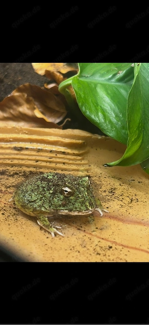 Schmuckhornfrosch C. cranwelli + Terrarium