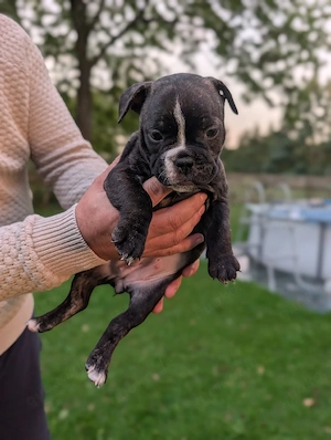 Liebevoll aufgezogene Bulldoggen-Welpen suchen ihr Zuhause Bild 5
