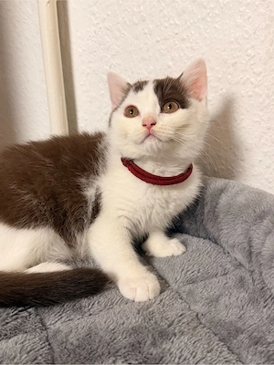 bkh kitten abgabebereit