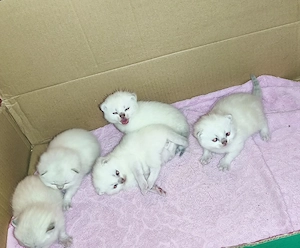 Britisch kurzhaar Kitten 