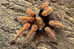 Vogelspinne - Brachypelma boehmei 0.1
