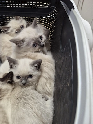 heilige Birma kitten 