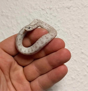 Heterodon Nasicus, Hakennasennatter 