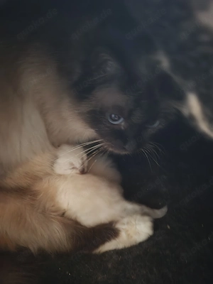 heilige Birma kitten 