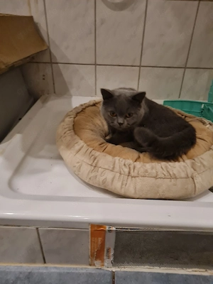Britisch kurzhaar Kater