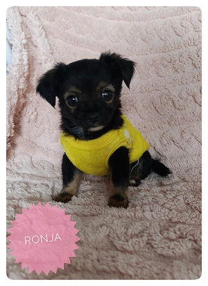 Chihuahua Mädchen in wunderschönem Fellkleid aus seriöser Zucht mit großem Startpaket