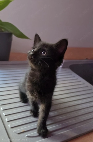 kitten sucht ein schönes zuhause