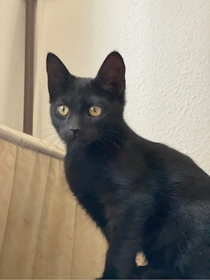 bkh mix kitten