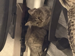 Kitten suchen ein Zuhause 