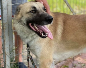 Lancelot sucht hundeerfahrene Menschen