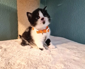 BKH Kitten, Stammbaum, geimpft und gechipt 