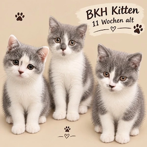 BKH Kitten