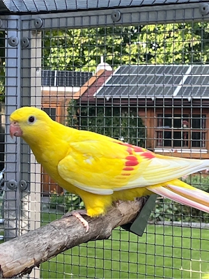 Bergsittichhennen lutino