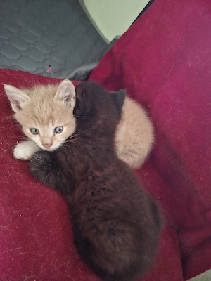 Katzenbaby, Katzen baby  Persermischling, Babykatzen, Kitten, Katzenbabys