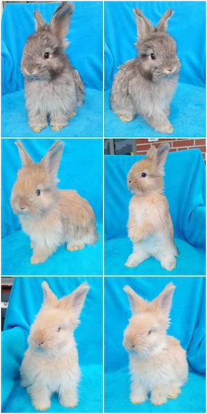 Reinrassige Angora Kaninchen 