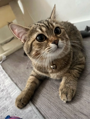 Bkh Katze 