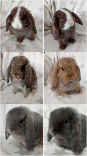 Diverse Minilop und Angora Kaninchen suchen ein liebevolles Zuhause...