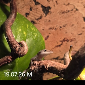 Rotkehlanolis (Anolis Carolinensis) Jungtiere 