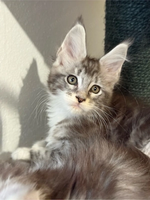 XXL Maine Coon Kitten, Kater Katzen 