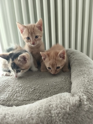 Junge Katzen, Katzenkitten, Babykatzen, Kätzchen 