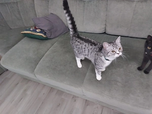    Britisch-Kurzhaar Katze   9 Monate alt  Liebe, ruhige und verspielte Katze sucht aufgrund einer R