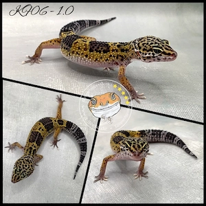 Leopardgecko MS Ghost Black Night het Eclipse het TA het MP