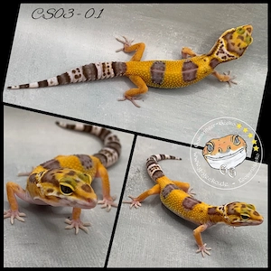 Leopardgecko Tangerine TA