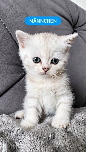Bkh kitte britisch kurzhaar katze Junge kitten 