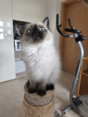 Neva Masquarada Sibirische Katze reinrassig
