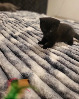 BKH Kitten Bild 3