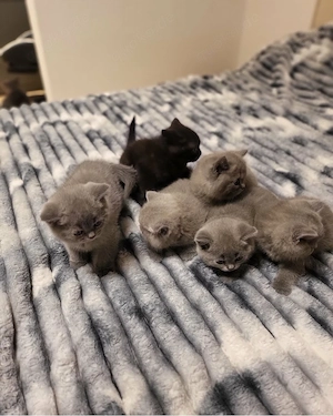 BKH Kitten Bild 4