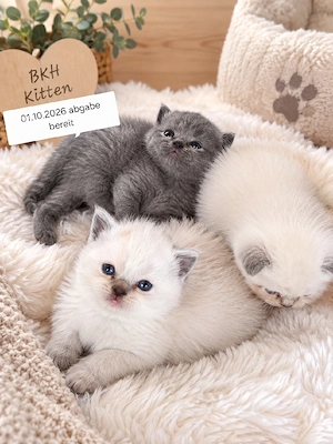    Wunderschöne BKH Kitten suchen liebevolles Zuhause    Ab 01.10.2026 