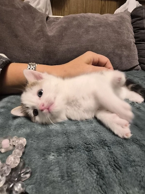 Süße Norwegische Waldkatzen Mix Kitten 