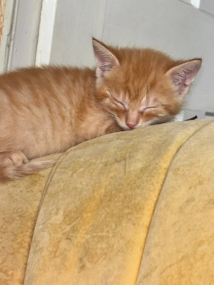    Süße Kitten suchen ein liebevolles Zuhause   